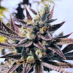 An image of Slyme Cookies