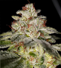 An image of TruePower OG