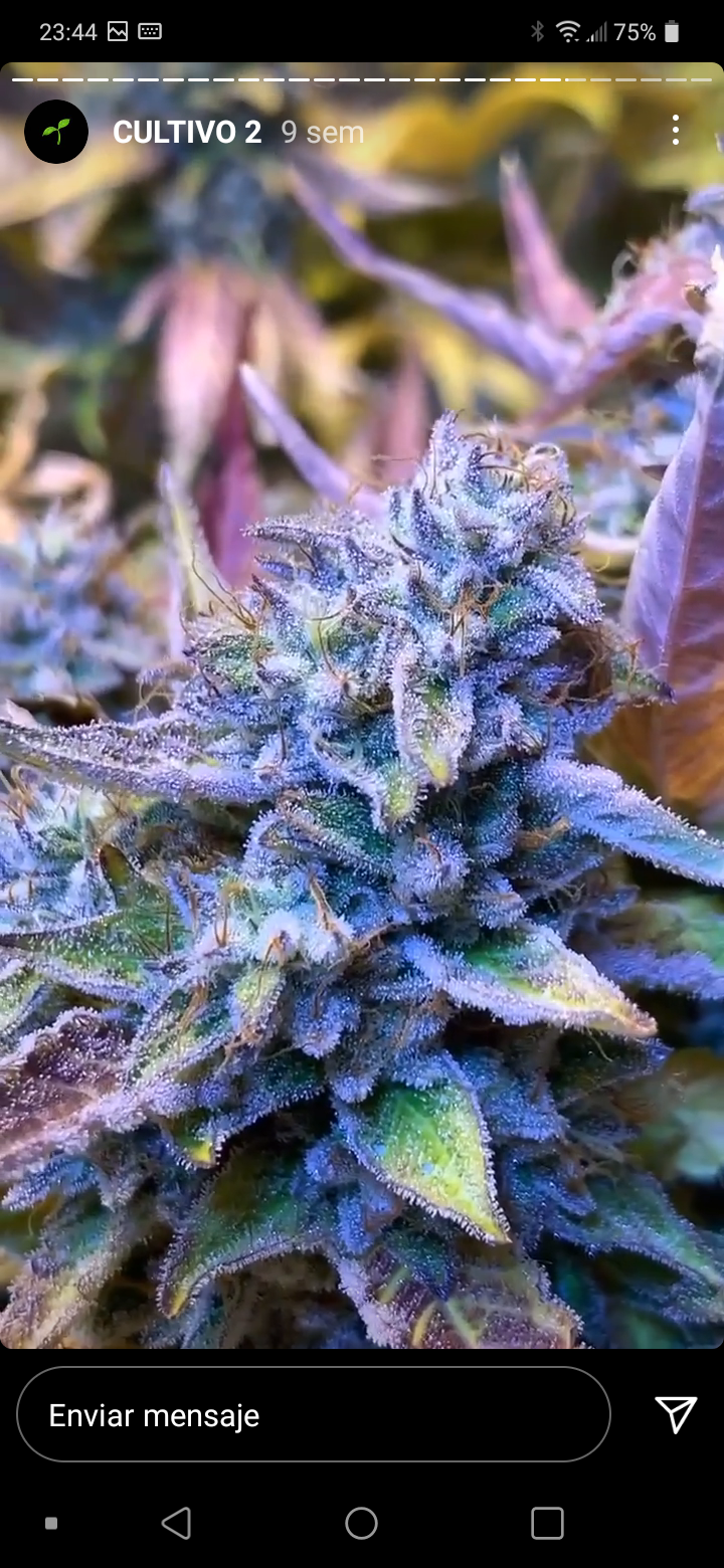 An image of King Kush
