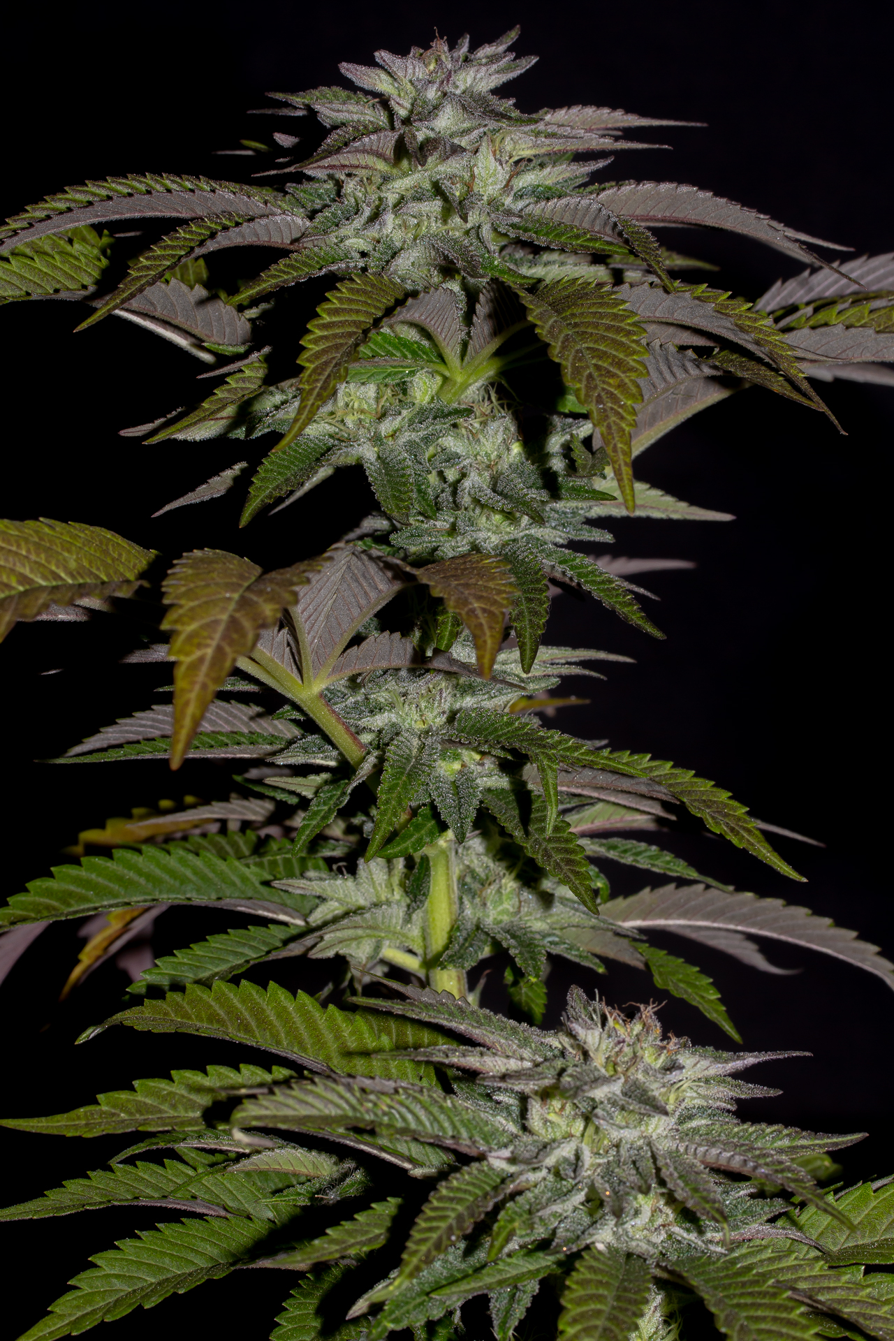 An image of Candy Shop