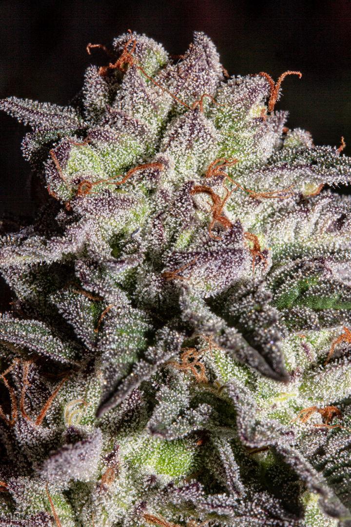 An image of Devil Fruit (HC）