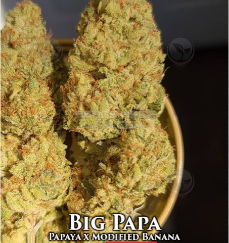 An image of Big Papa