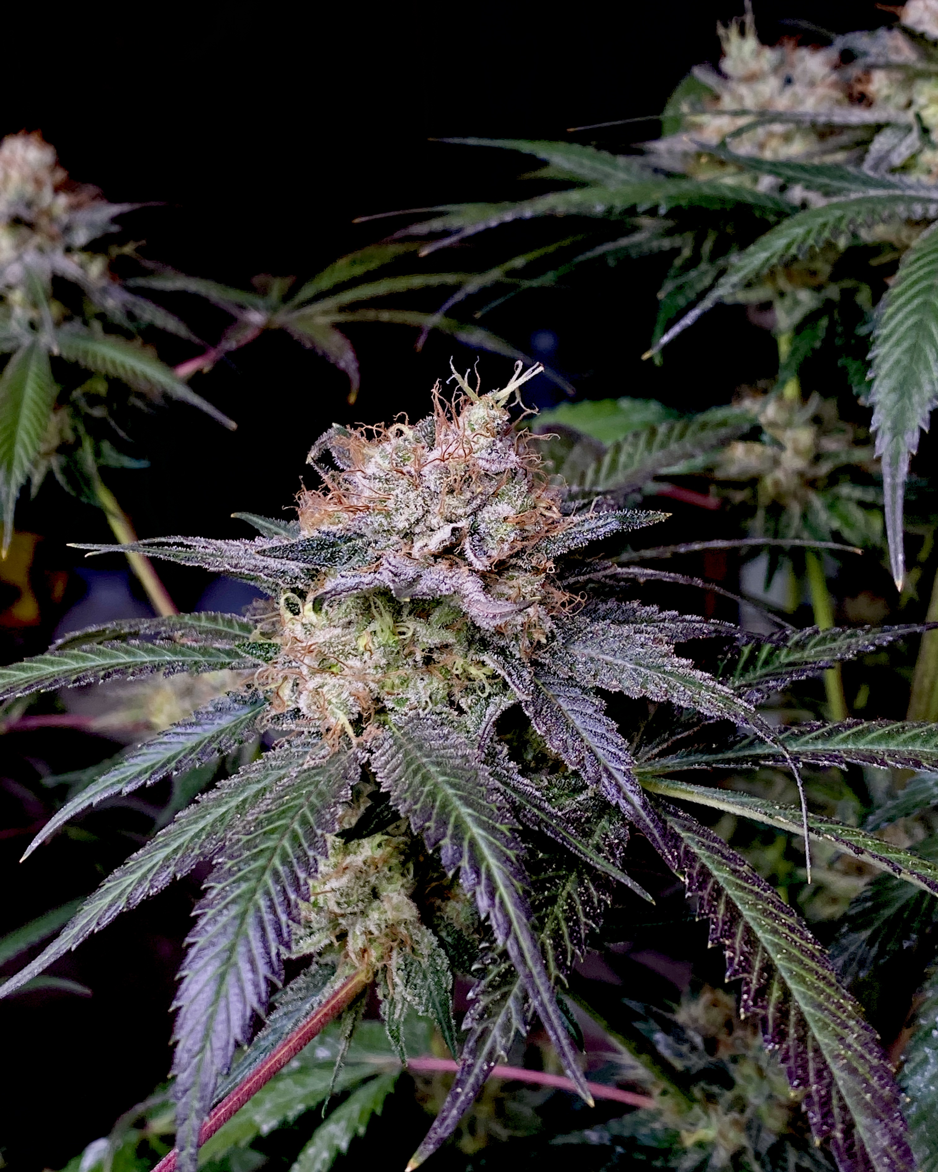 Super Bomb (Skunken Treasure) :: Cannabis Strain Info :: SeedFinder.eu