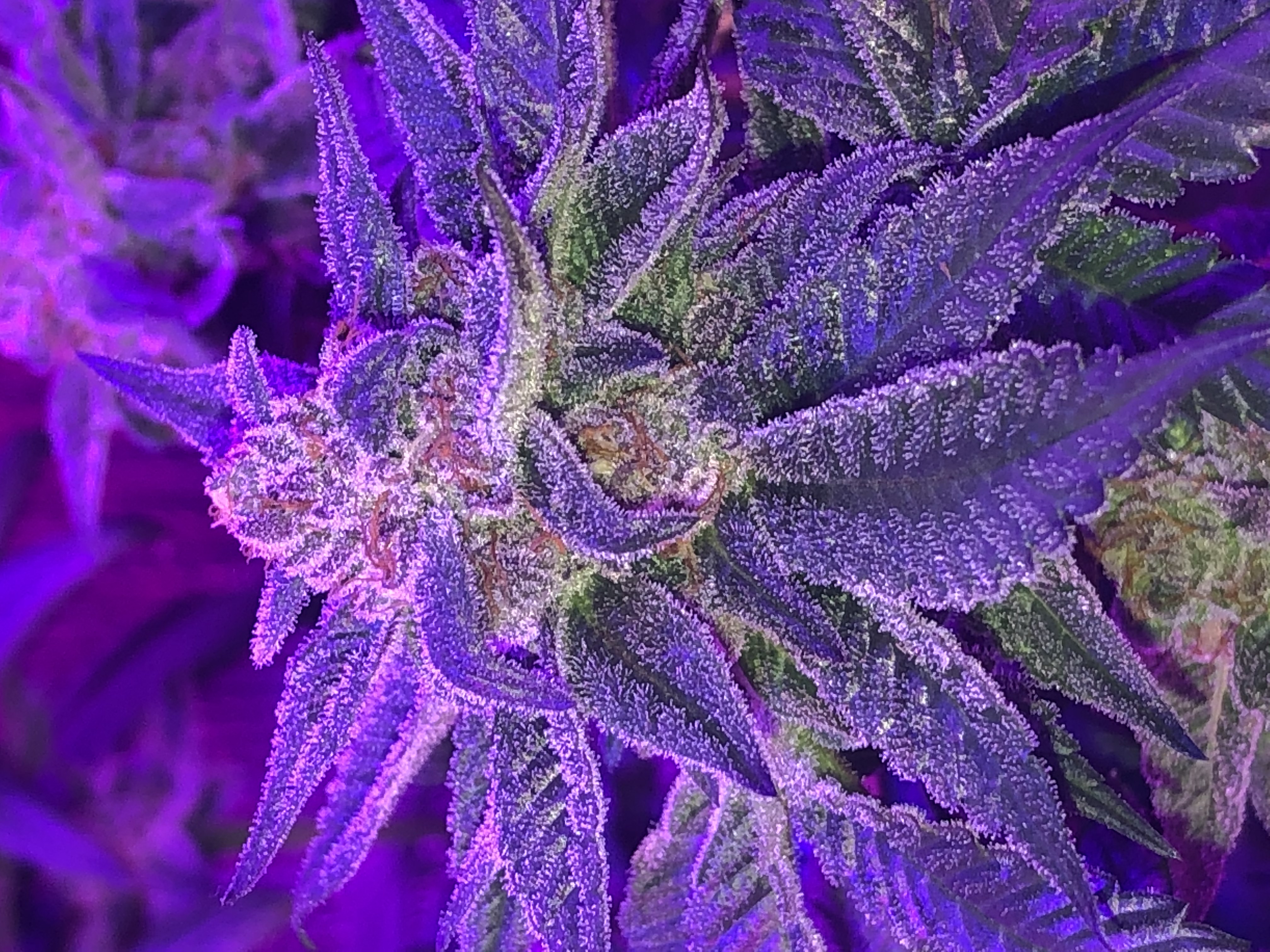 An image of Azalea Og