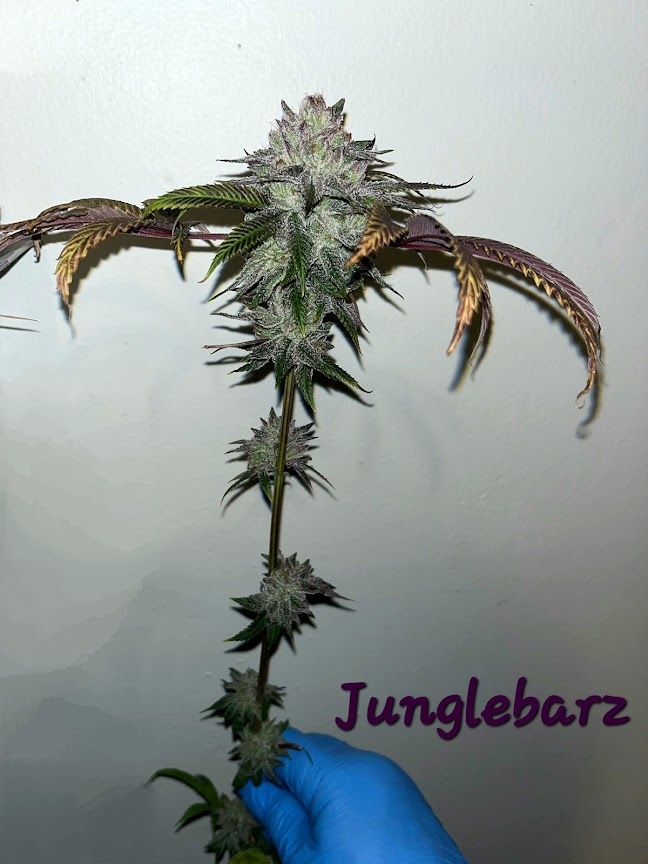 An image of Junglebarz