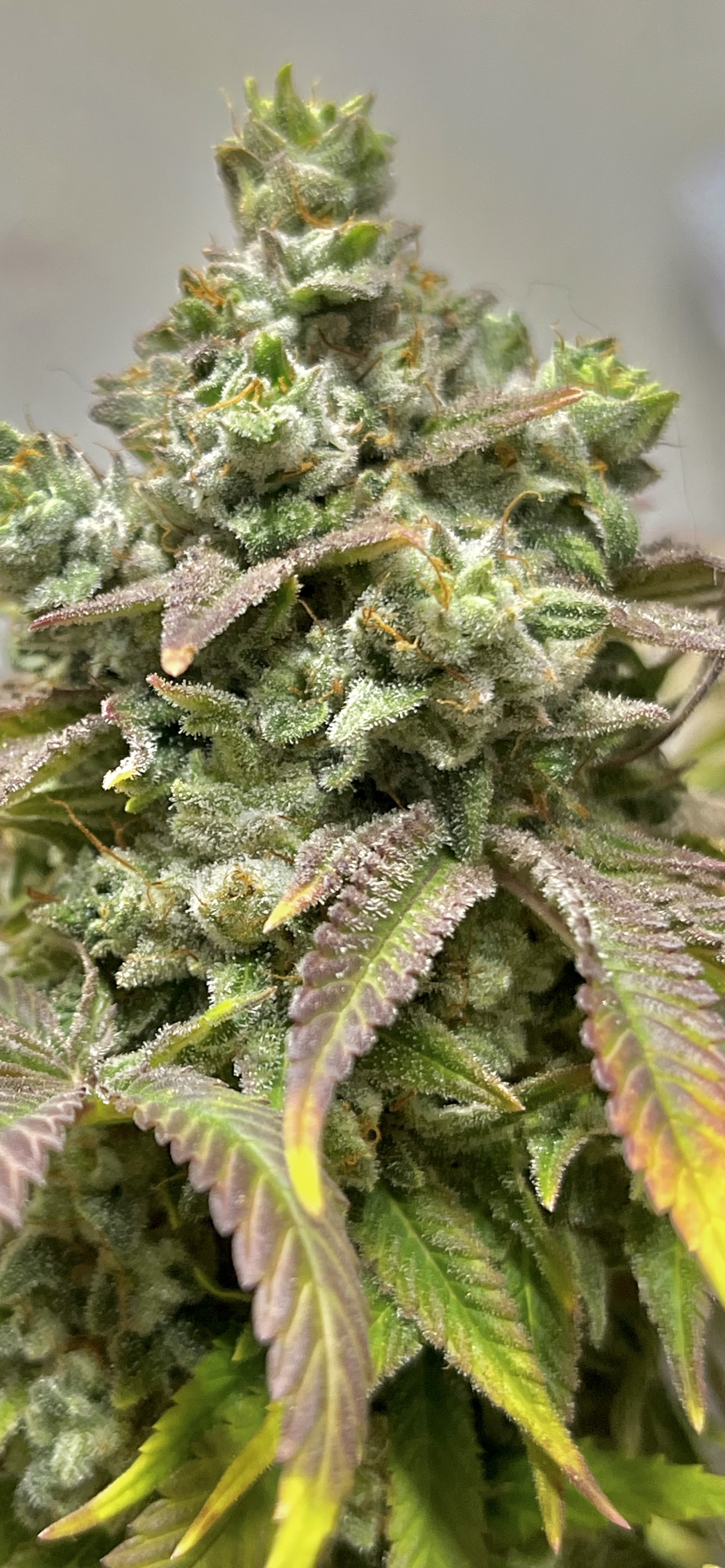 An image of Kansas City Sour Kush