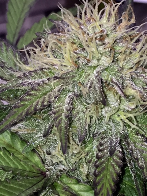 An image of Double Candy Breath