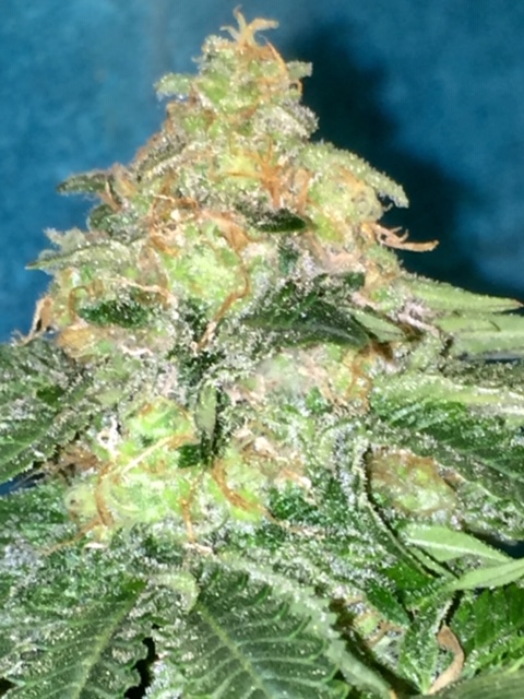 An image of Stink Bud