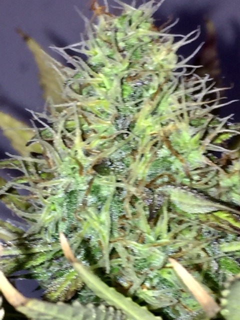 An image of Whipped Glue