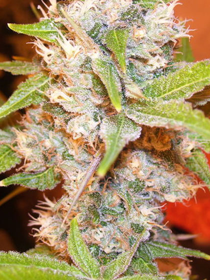 An image of Chemzilla Grape