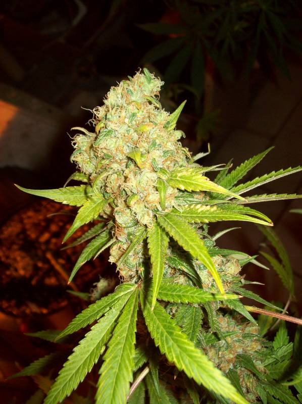 An image of Grape Lemonade