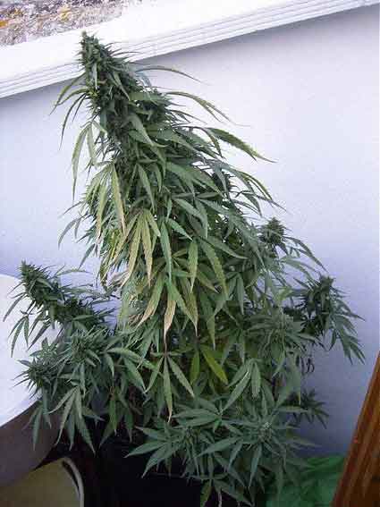 An image of Guerilla Gold #3
