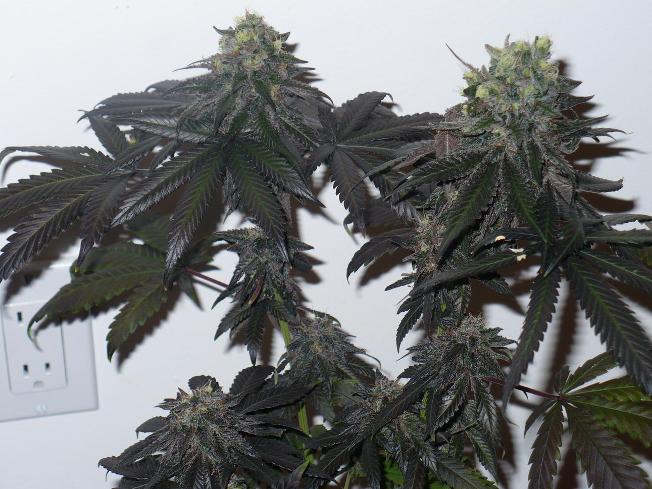 An image of Purple Candy