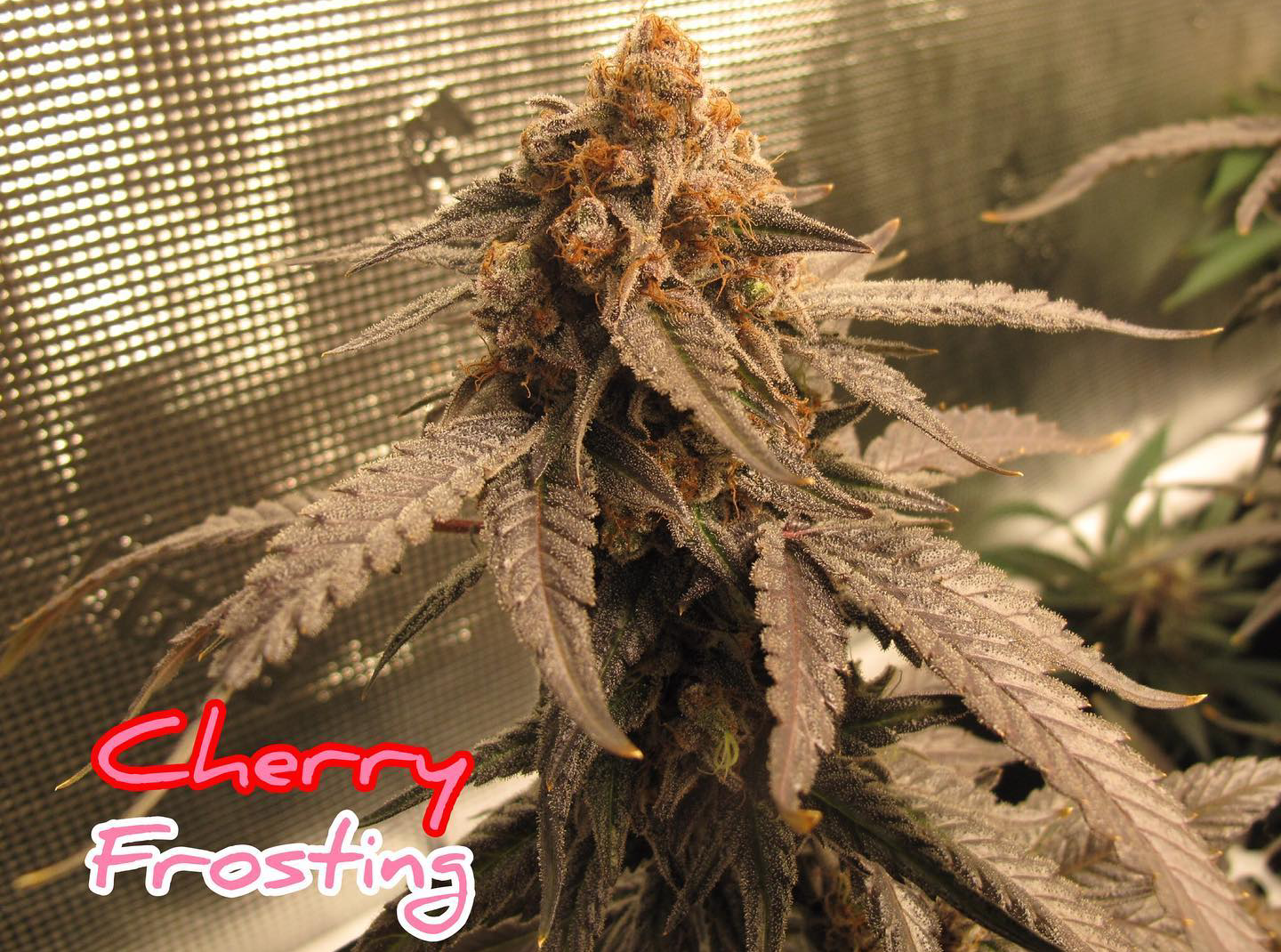An image of Cherry Frosting