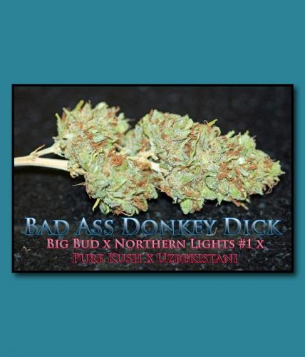 An image of Bad Ass Donkey Dick