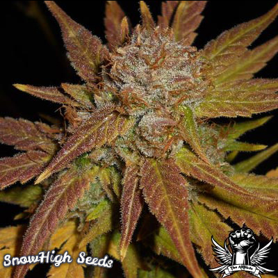 An image of Blackberry Spacewreck