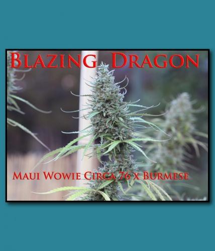 An image of Blazing Dragon