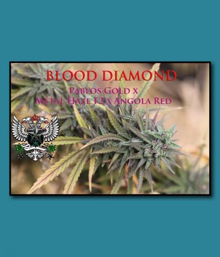 An image of Blood Diamond