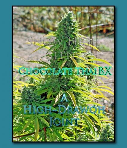 An image of Chocolate Thai