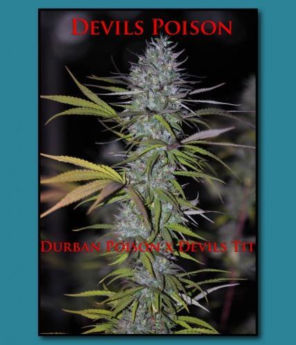 An image of Devils Poison