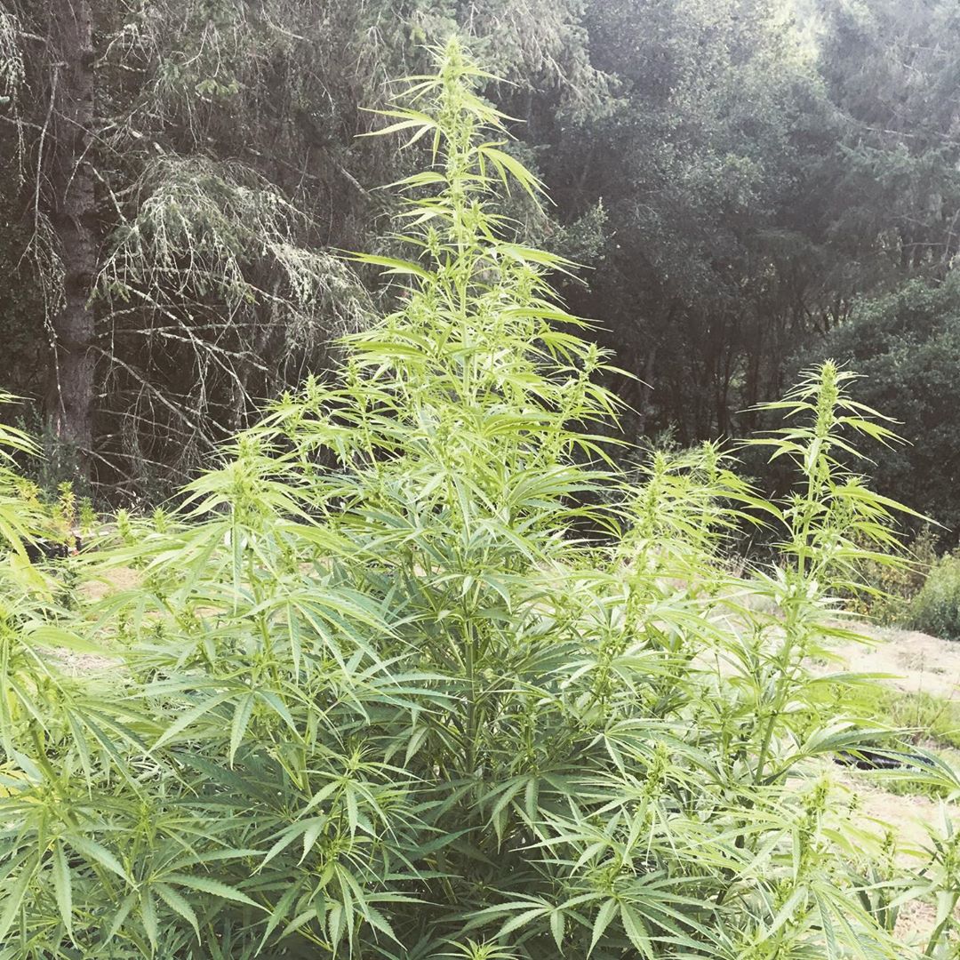 An image of Double Panama