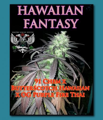 An image of Hawaiian Fantasy
