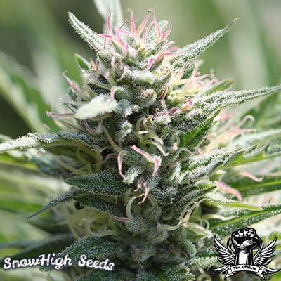 An image of Kaleidos Dope