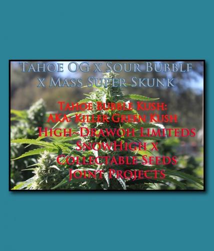 An image of Killer Green Kush