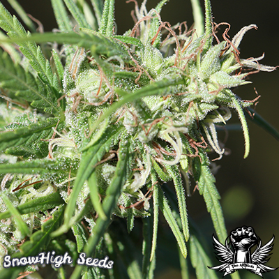 An image of Lambsbread x Panama Red