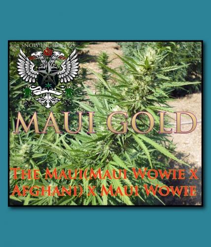 An image of Maui Gold
