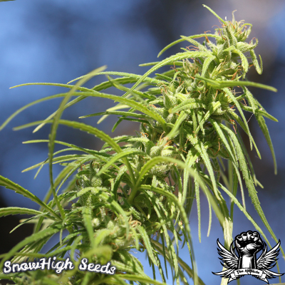 An image of Original Haze x Lambsbread