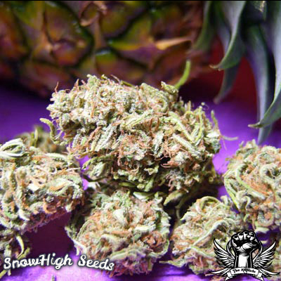 An image of Purple Pineapple Bomb