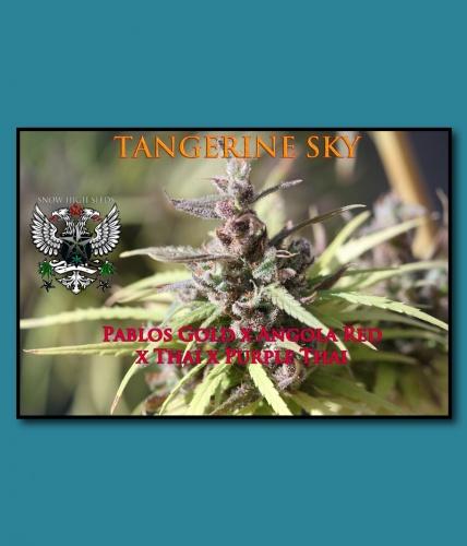 An image of Tangerine Sky