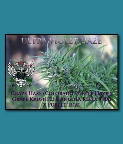 An image of Ultra Violet Haze