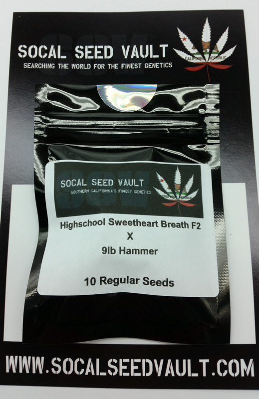 An image of High School Sweetheart Breath F2 x 9lb Hammer