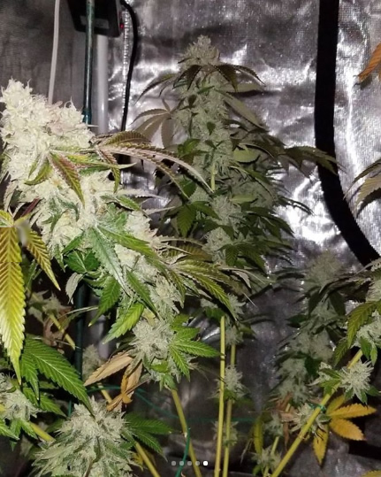 An image of High School Sweetheart Breath F2 x Cherry Cobbler