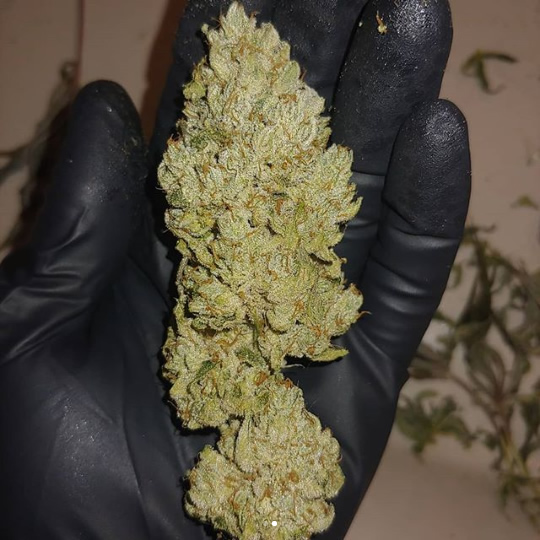 An image of High School Sweetheart Breath F2 x Gorilla Glue #4