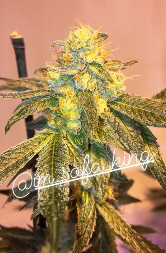 An image of High School Sweetheart Breath F2 x Wedding Cake