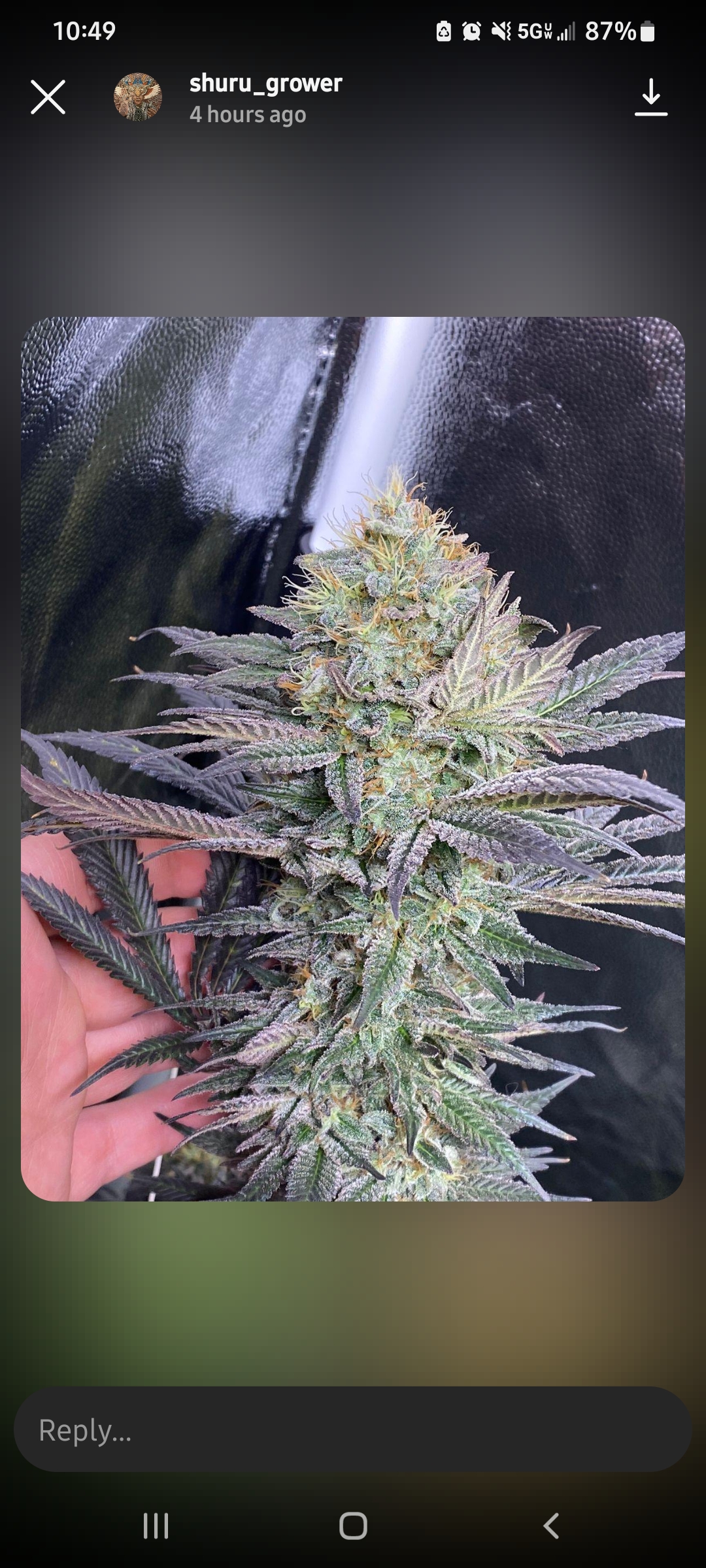An image of Blue Sunshine