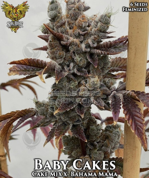 An image of Baby Cakes