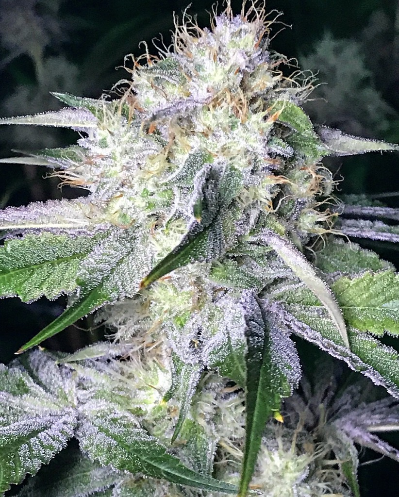 An image of LSP