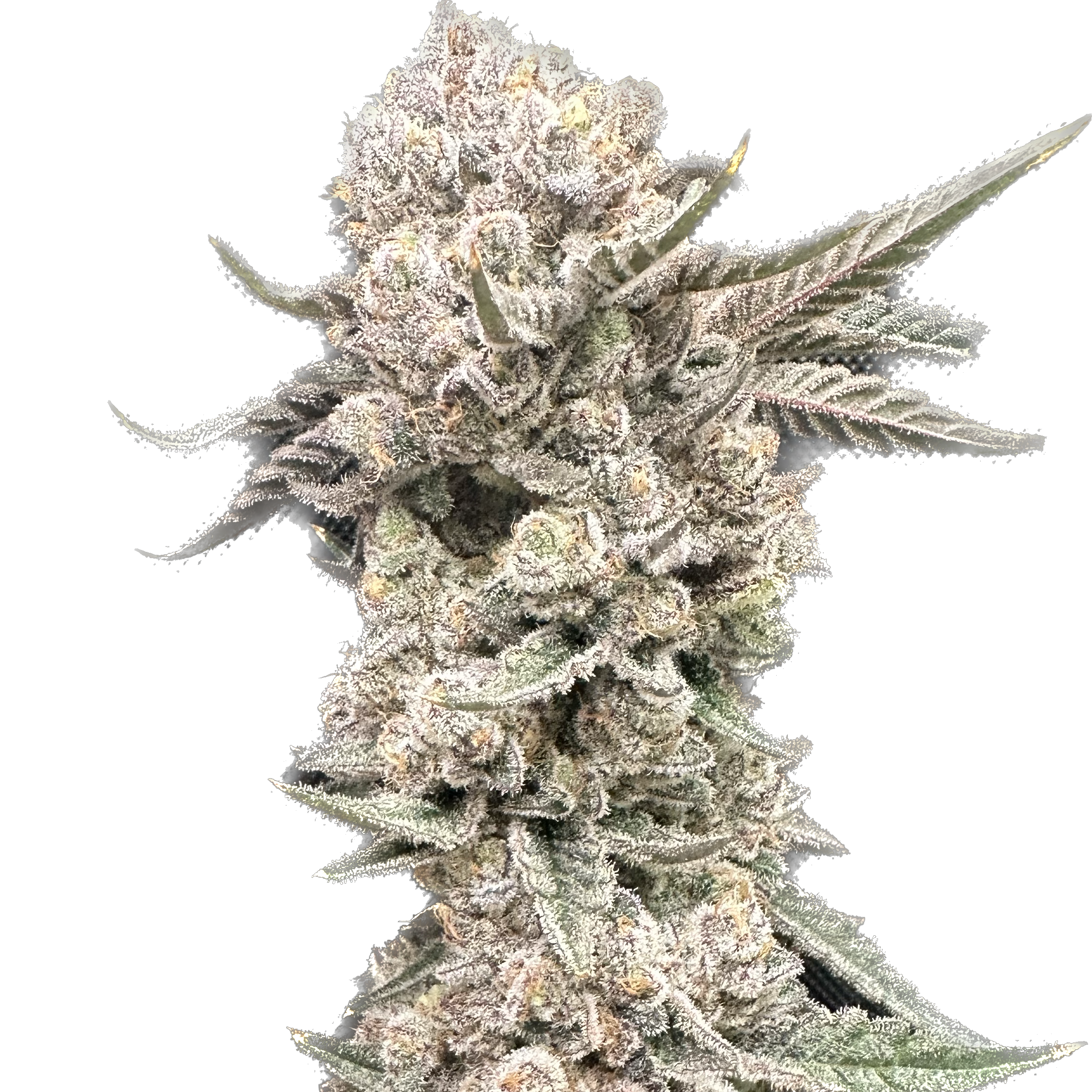 An image of Razzberry Rush