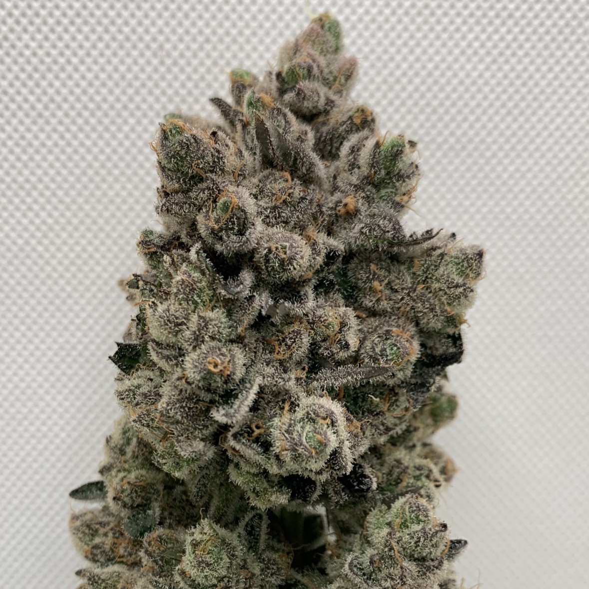 An image of Sugar Snackz