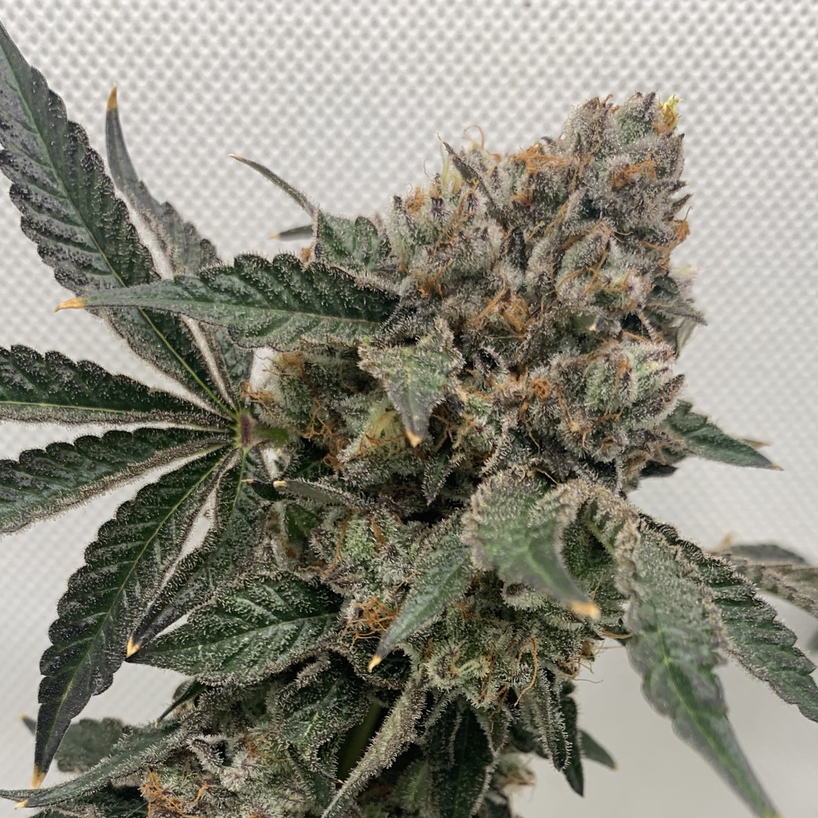An image of Watermelon Kush Cake