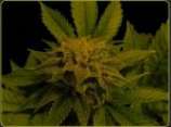 An image of Afghan Delight