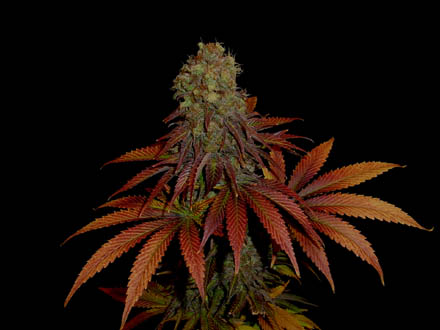 An image of G13 Haze Rock Bud