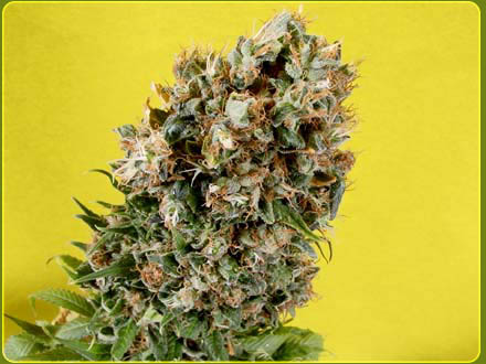 An image of G13 Haze Somativa