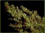 An image of Haze Heaven