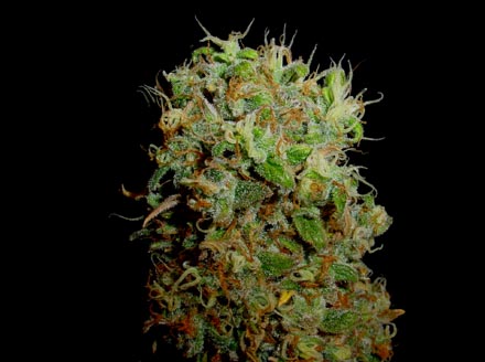An image of Kahuna