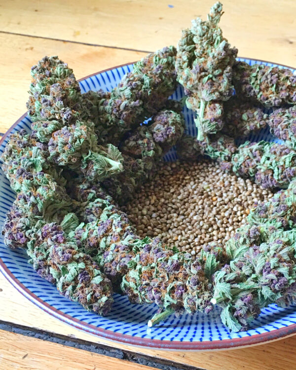 An image of SoPurple